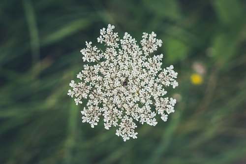 flower shallow focus of white flower apiaceae