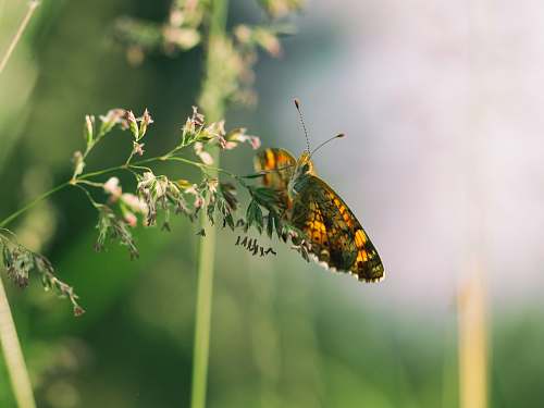butterfly shallow focus photography of butterfly perched on flower grass