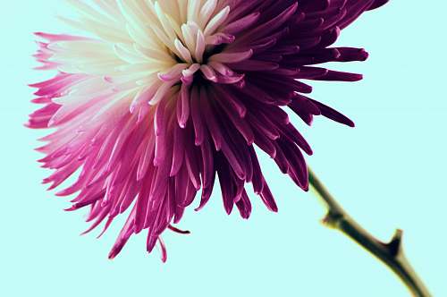 flower shallow focus photography of pink and white flower flora