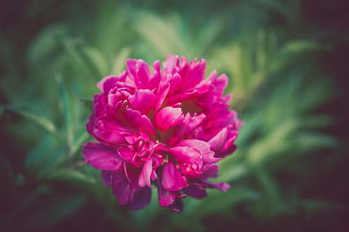 flower shallow focus photography of pink flower peony