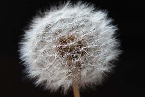 flower shallow focus photography of white flower dandelion