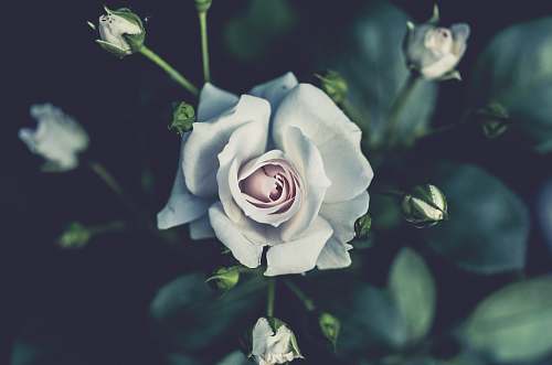 flower shallow focus photography of white flowers rose