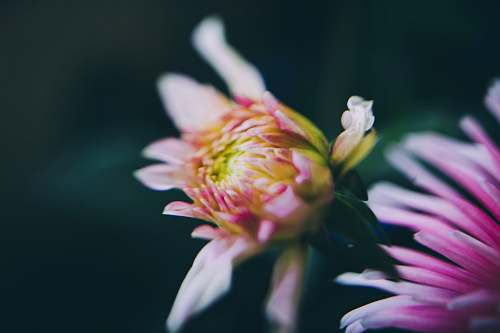 flower white and pink petaled flowers sweden
