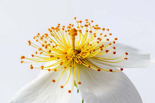 flower white and yellow petaled flower flora