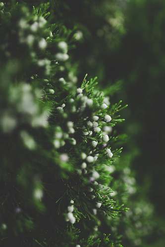 tree white petaled flowers on green grass green