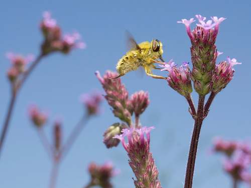 flower yellow bee on pink petaled flower bee