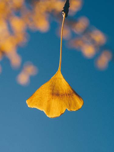 petal yellow-petaled flower blossom