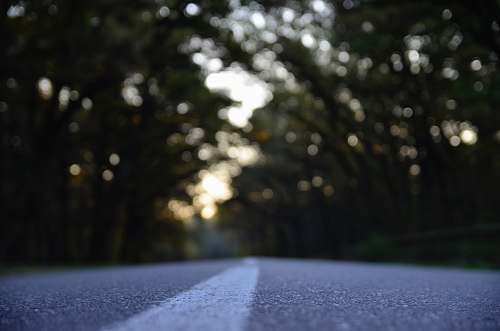 trees black asphalt road between tree line asphalt