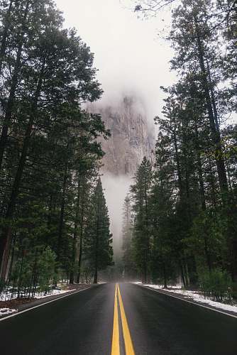 forest black concrete road surrounded by trees during daytime trees