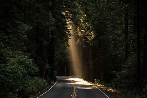 forest empty concrete road covered surrounded by tall tress with sun rays tree