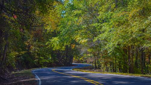 freeway empty highway in the middle of tall trees at daytime highway