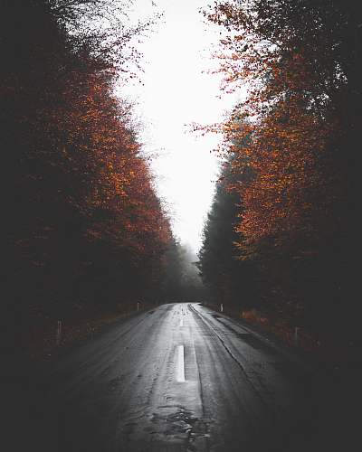 tarmac empty wet road between trees asphalt