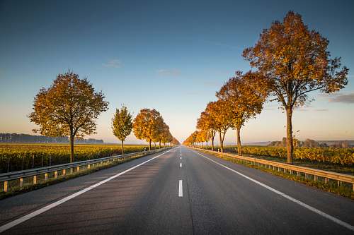 highway long straight road with trees on the side nature