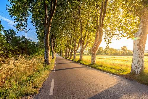 trees photography of pathway drive