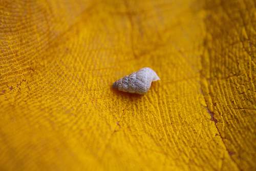 paint macro photography of snail on yellow surface palm