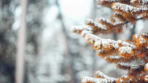 ice shallow focus photography of fall tree covered with snow outdoors
