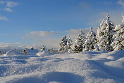 winter snow-covered trees under blue cloudy sky tree