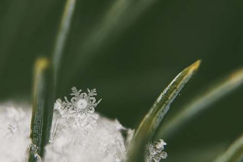 plant macro-photography of now crystals winter