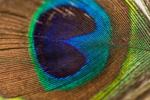 feather photography of peacock feather detail
