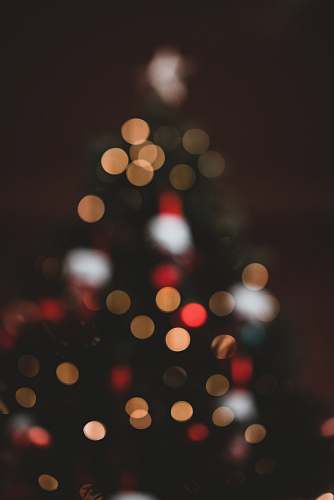 plant bokeh photography of Christmas tree with lights lighting