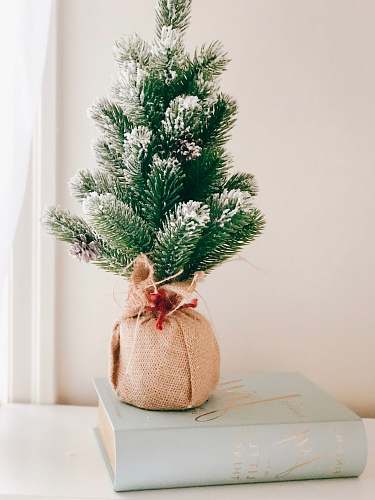 plant Christmas tree pine