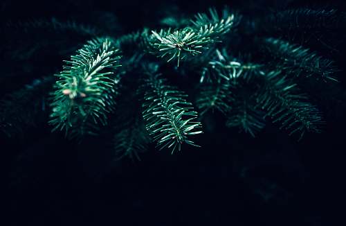 plant green leafed plant pine