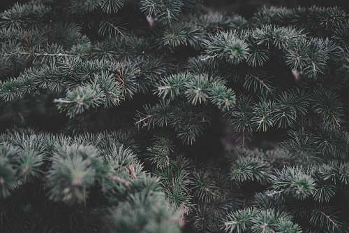 grey green pine tree conifer