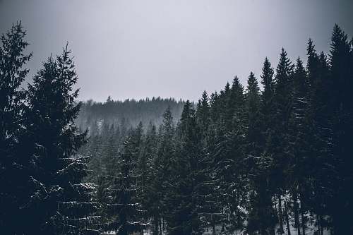forest pine tree forest fir