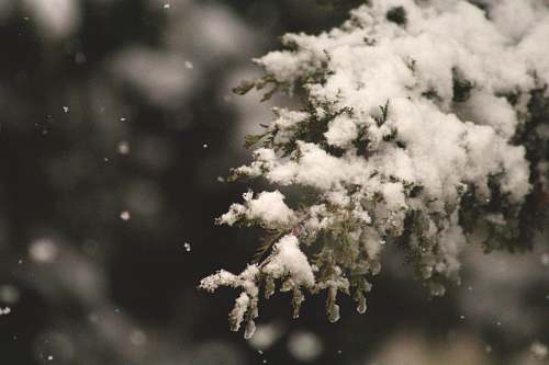 winter selective focus of snow coated pine tree holiday