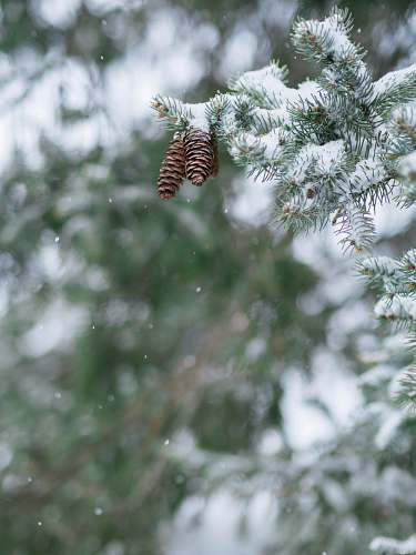 snow tilt-shift photography of green leafed tree conifer