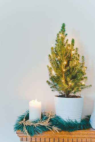 christmas white pillar candle plant