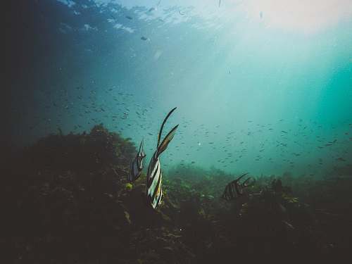 fish fishes underwater underwater