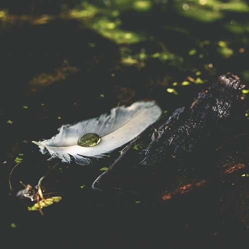 feather white feather with water droplet on black surface nature