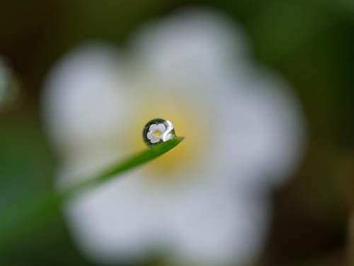 droplet white petaled flower reflected on dew drop