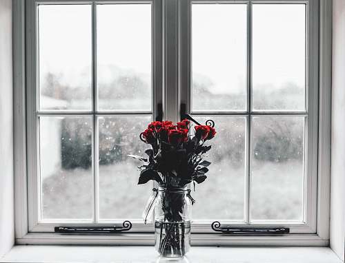 flower selective colors photography of red roses inside clear glass jar filled with water red