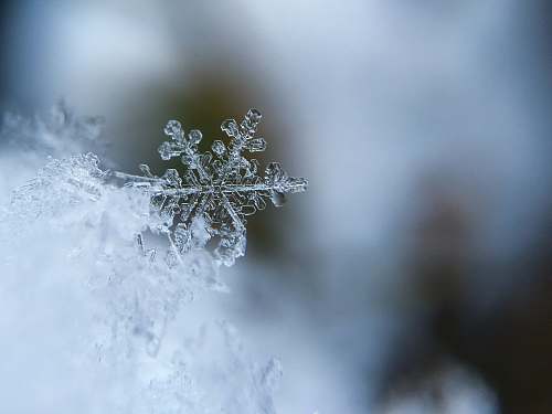 snow focused photo of a snow flake ice