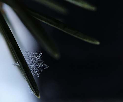 snow Macro of one snowflake on a pine needle in Flushing, Michigan cold