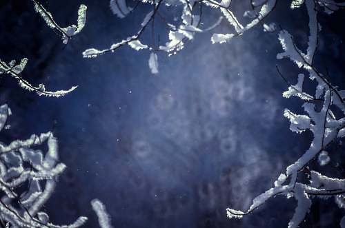snow tree branches covered with white snow frost