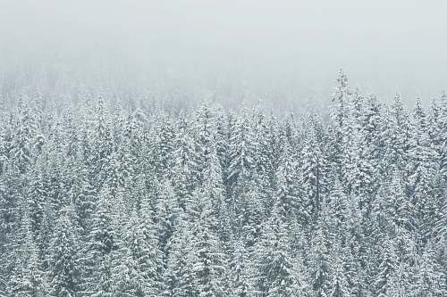 grey trees covering snow snow