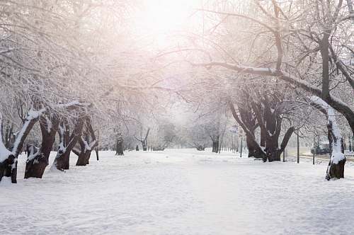  brown trees on snow covered ground during daytime 