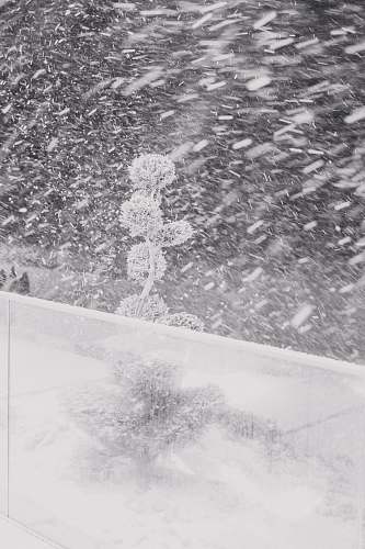 nature white snow grey