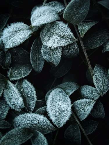 ice white and green leaves with water droplets outdoors