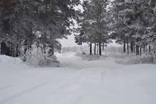 winter snow covered trees during daytime blizzard