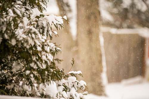 blizzard shallow focus photography of green-leafed plant nature