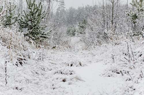 snow snow covered grass and trees at daytime nature