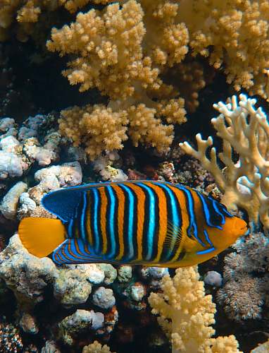 fish  nature