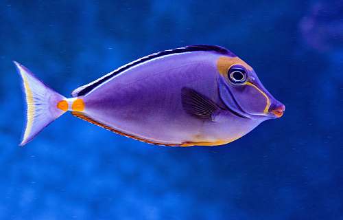 fish blue and orange tang fish cairns aquarium
