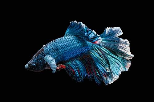 fish blue Siamese fighting fish blue