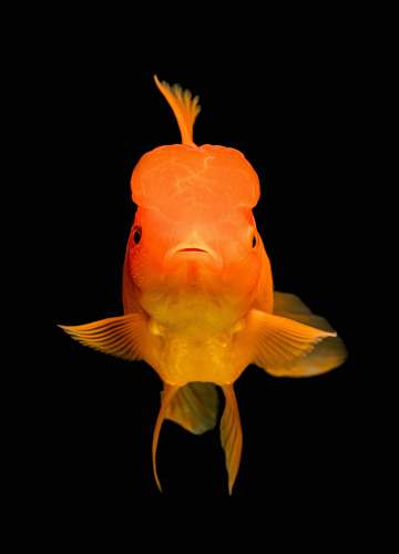 fish gold fish goldfish
