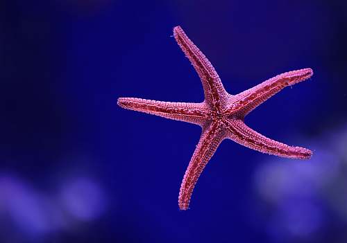 starfish macro shot photography of starfish sea life